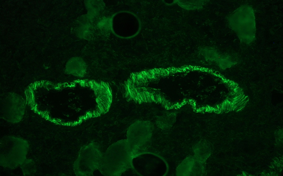 Figure 6. Smooth muscle cells in swine colon as detected by MUB1700P (R4A; dilution 1:100).
